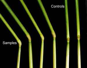 Plant Elongation