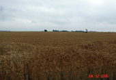 06-herrington-ks-wheat2ccsblog