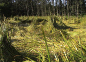 8-10-nj-marsh-reeds-blog