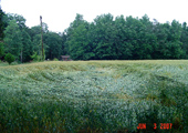 07-hopewellva_randomhay_cropped