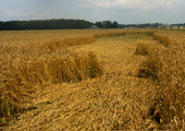 6-9-07-elizabethcitync_random-wheat_cropped